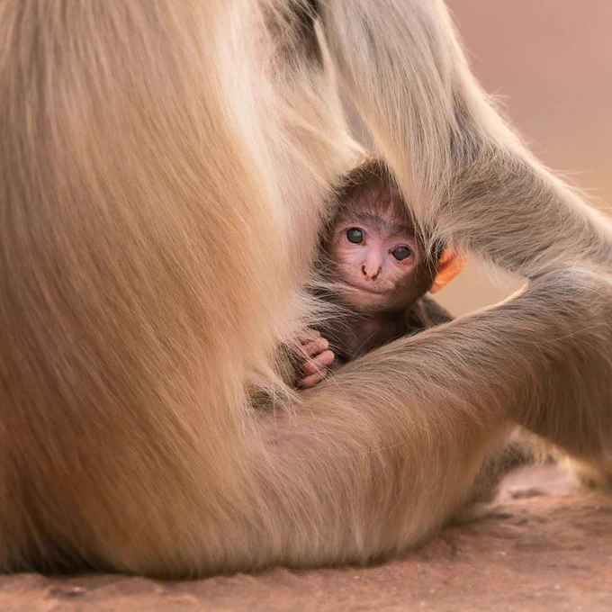 A Hanuman Langur infant is groomed by his mother who is sat on the ground. The infant is looking at the camera.