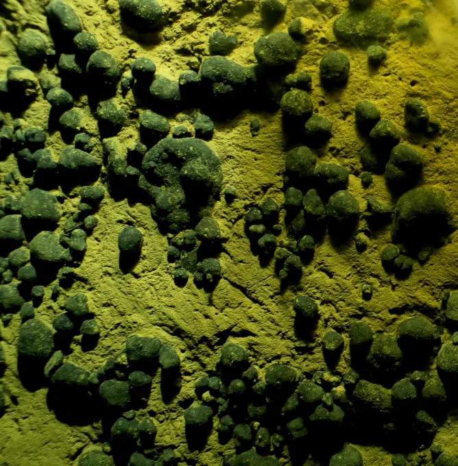 Dark green polymetallic nodules are clumped in groups on the ocean floor at a depth of about 5,500 meters. Photo by BOEM. 