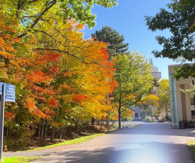 A scenic view of UTM campus in autumn. Colorful foliage with shades of red, orange, and green line a pathway. University buildings are visible in the background under a clear blue sky.
